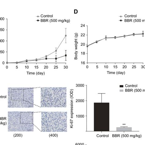 Berberine Inhibits The Growth Of Nsclc And Promotes Apoptosis In Vivo