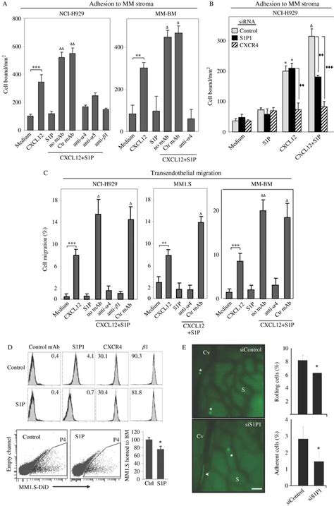 S1p Up Regulates Cxcl12 Promoted Myeloma Cell Adhesion To Mmbm Stroma