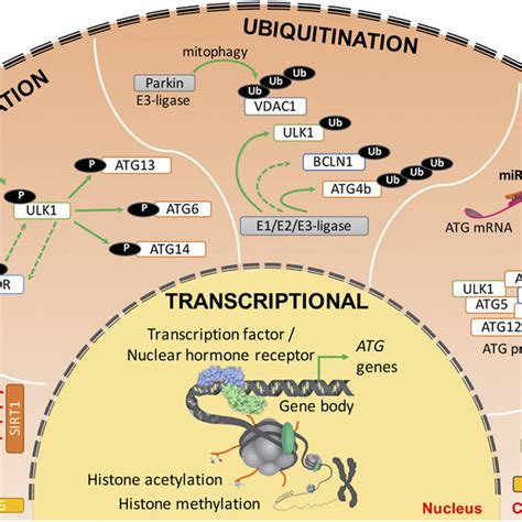 Role Of Autophagy In Tissue Homeostasis And Its Regulation By Hormones Download Scientific Diagram