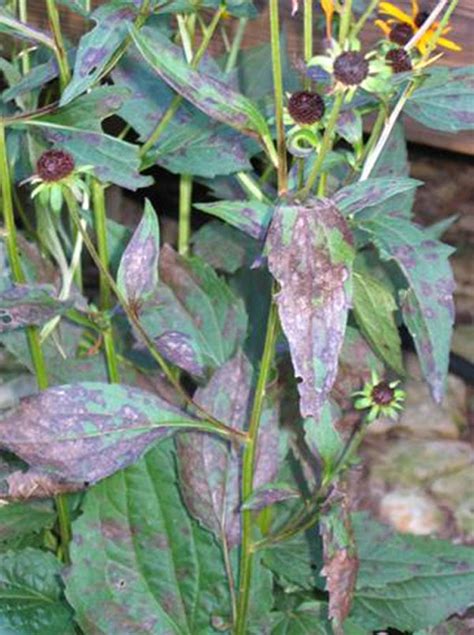 Black-Eyed Susan Leaf Diseases – Kenosha County