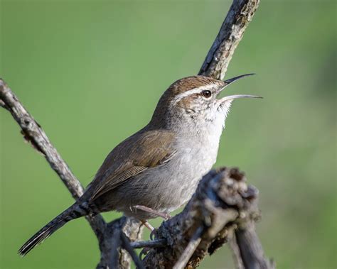 Bewick S Wren Audubon Field Guide