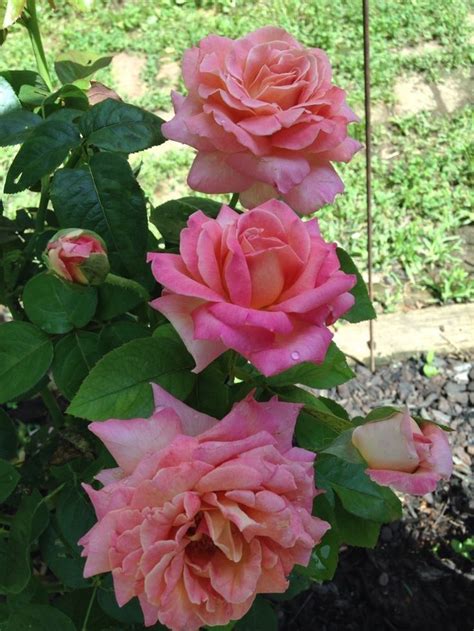 Pin by Вера Родиненко on ROSE 2 Peace rose Beautiful flowers Flowers