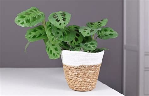 Prayer Plant Maranta Leuconeura Growing Guide Sumo Gardener