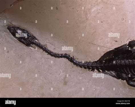 Fossil embryo hi-res stock photography and images - Alamy