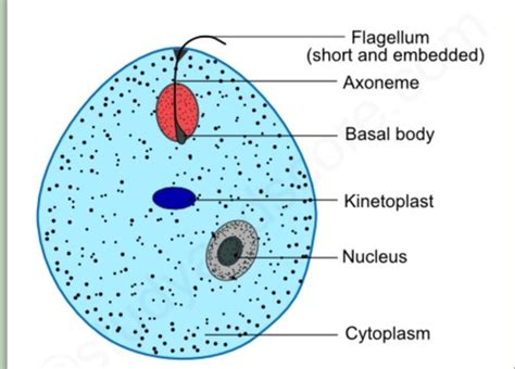 Hemoflagellates And Arthropods Flashcards Quizlet