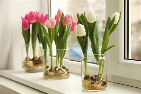 Tulipanes Todo lo que necesitas saber sobre el tulipán Interflora