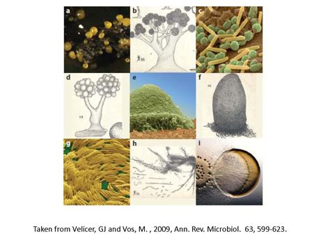 真核生物の起源：微生物マット社会の裏切り者 Origin Of Eukaryote A Social Cheater In A