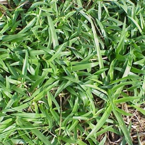 Florida Weeds A Comprehensive Guide To Identifying And Managing Common Weeds In Florida