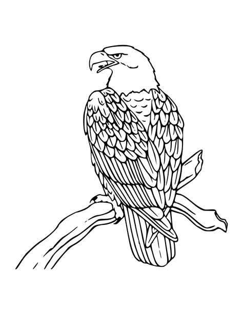 Free Printable Bald Eagle Coloring Pages For Kids