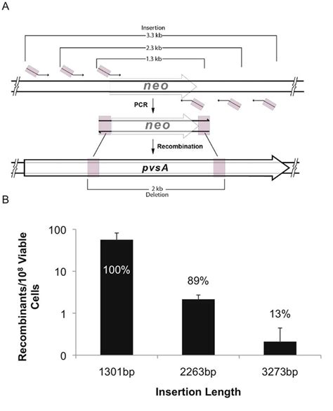 Insertion Length Influences Recombination Efficiency A The Length Of