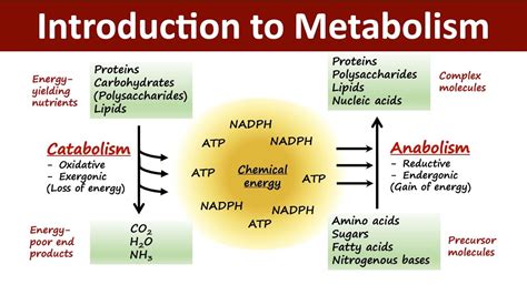 Introduction To Metabolism Catabolism Vs Anabolism Biochemistry