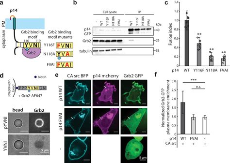 A Viral Fusogen Hijacks The Actin Cytoskeleton To Drive Cell Cell