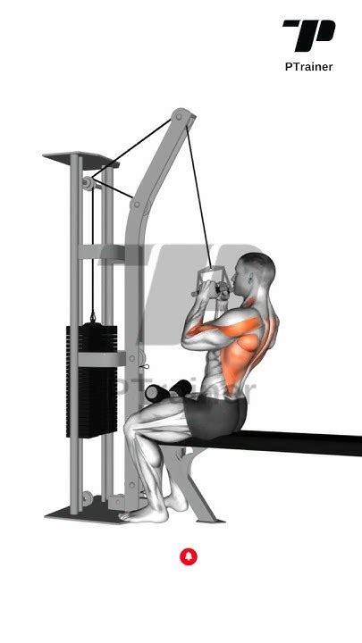 Cable Seated High Row V Bar Back Exercises Fitness Bodybuilding