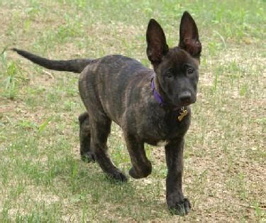 31++ Dutch shepherd puppies for sale ideas in 2021