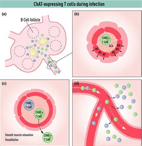 Beyond Neurotransmission Acetylcholine In Immunity And Inflammation Cox 2020 Journal Of