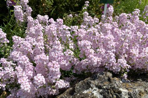 10 Plants That Will Thrive in Shallow Soil (& 6 Tips for Planting a Shallow Garden)