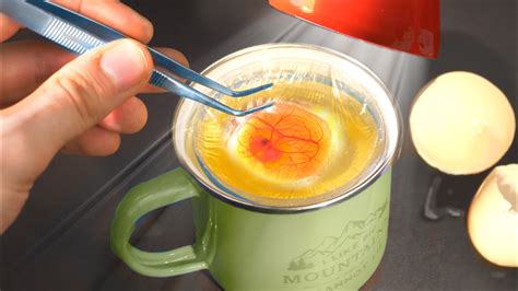 ВЫБИЛИ ЯЙЦО В СТАКАН И ЖДЕМ ЦЫПЛЕНКА! ЭКСПЕРИМЕНТ. - YouTube