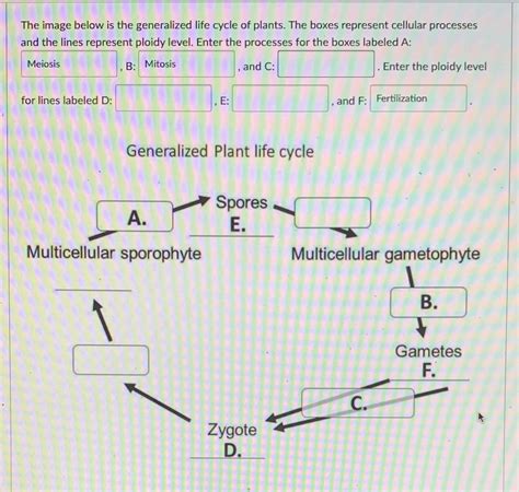 Solved The Image Below Is The Generalized Life Cycle Of Plants The