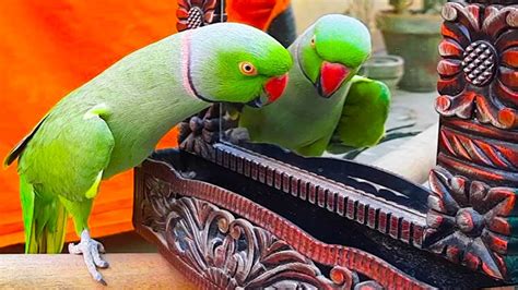 Chocolate Talking With Mirror In Urdu Hindi Chocolate So Funny And Playful Ringneck Talking