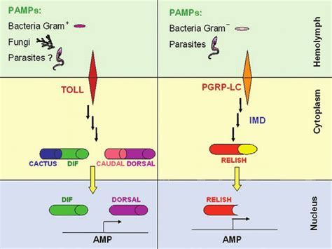 Toll And Immune Deficiency Imd Signaling Pathways In Diptera Download Scientific Diagram