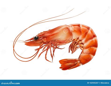 Red Boiled Prawn Or Tiger Shrimp Isolated On White Background Stock