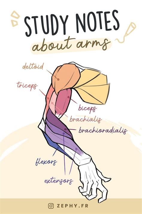 Discover Simplified Drawing Tips With Zephy Fr Arm Anatomy Anatomy