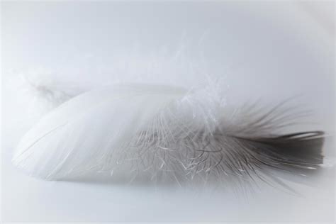 Feather and Down Pillows: Feather Faults & Down Deficiencies!