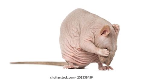 1 482 Naked Rat Images Stock Photos Vectors Shutterstock