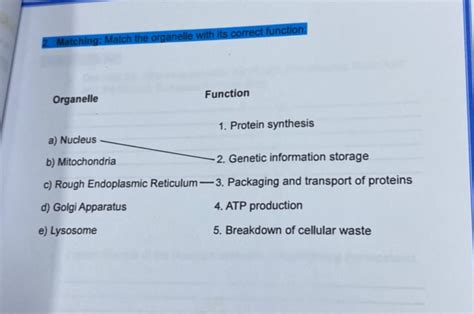Matching Match the organelle with its correct | StudyX