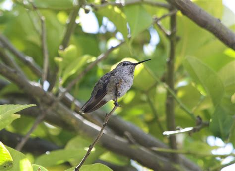 Juvenile Anna's Hummingbird? : r/BirdPhotography