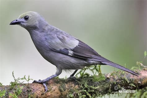 Palm Tanager Photos Palm Tanager Images Nature Wildlife Pictures