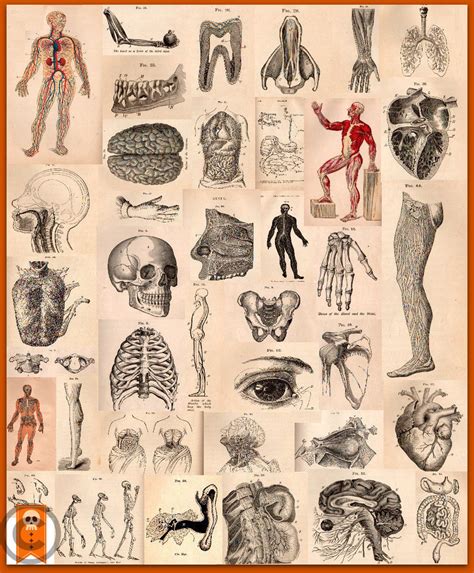 Vintage Human Anatomy Illustrations Collage Sheet Clip Art Instant