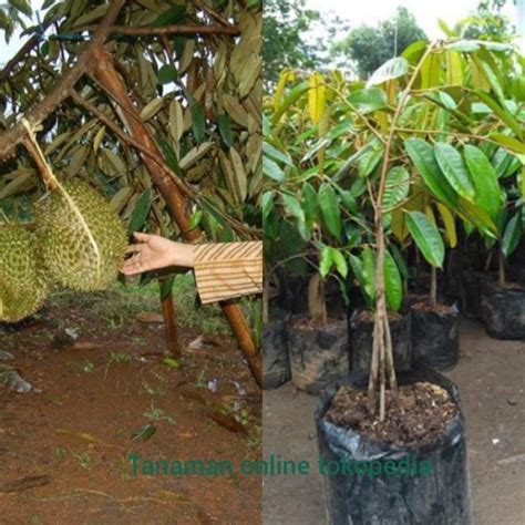 Jual Bibit Tanaman Buah Durian Montong Merah Kaki Meter Di Seller