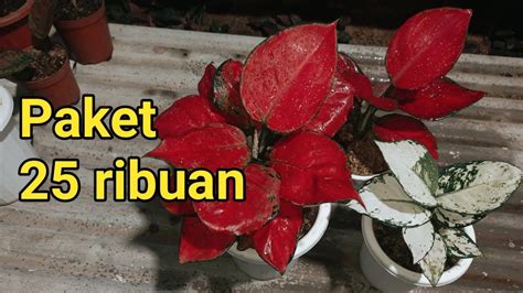 Paket Aglonema Terbaru Harga Cuma Ribuan Youtube