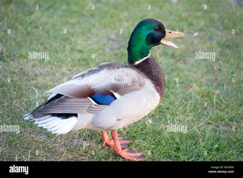 Mallard Duck Beak Open Hi Res Stock Photography And Images Alamy