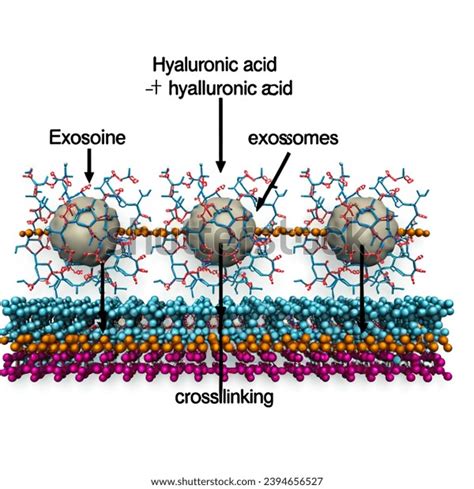 Hyaluronic Acid Exosome Crosslinking Ai Generated Image