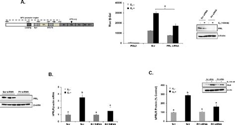 Figure 1 From Essential Role Of Endogenous Prolactin And Cdk7 In