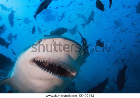 3 Very Dangerous Bull Shark Images, Stock Photos & Vectors | Shutterstock