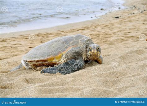 Hawaiian Green Turtles Relaxing At Punaluu Black Sand Beach On The Big