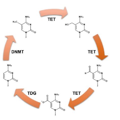 Z Dna Switch On Switch Off Model Regulated By Methylated Cytosine And