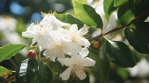 Premium Photo | Coffee tree blossom with white color flower close up