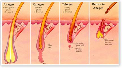 About Hair Growth | Toronto, ON | FREEDOMclinic