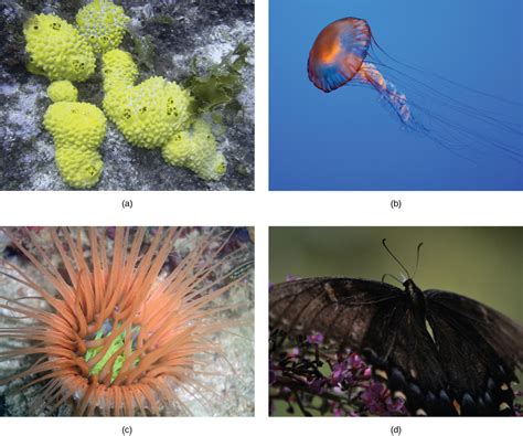 features   classify animals biology