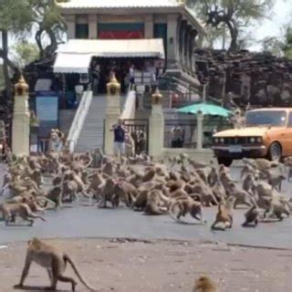 Gangues rivais de macacos brigam nas ruas da Tailândia Foto Sasaluk