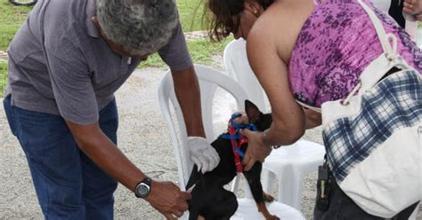 G Mil C Es E Gatos J Foram Vacinados Contra Raiva Em