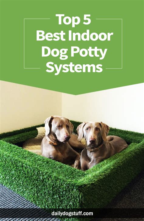 Top 5 Best Indoor Dog Potty Systems | Daily Dog Stuff