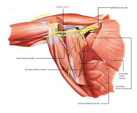 Teres minor Muscle Anatomy – Earth's Lab