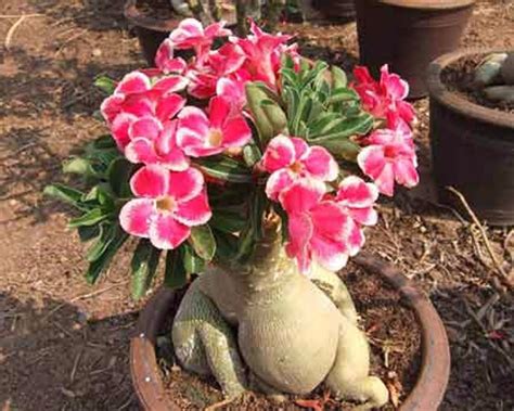 10 Sementes De Rosa Do Deserto Adenium Obesum Mix De Cores R 18 90