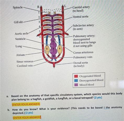 Solved Oxygenated blood Deoxygenated blood Mixed blood a. | Chegg.com