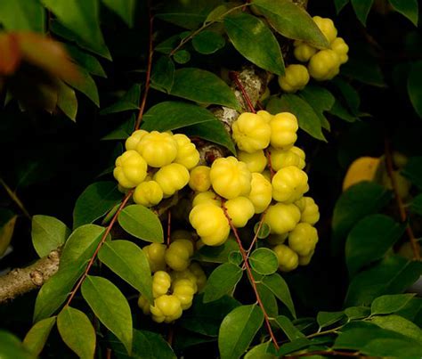 Star gooseberry facts and health benefits